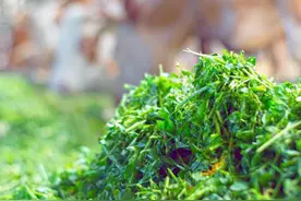 又闻野菜香图片