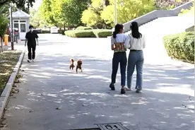【津法案件】出门遛狗不牵绳，爱犬“惹祸”谁来担责？图片