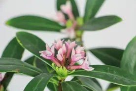 被称为“度夏困难户”的金边瑞香，度夏有技巧，掌握3点轻松度夏图片