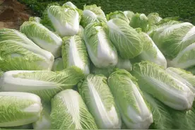 秋天买白菜要注意，选白色还是绿色？牢记4点，买菜别再吃大亏图片