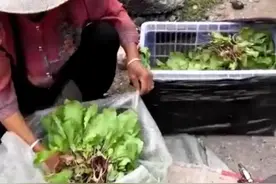 我和我的姥姥回忆随笔（一）图片