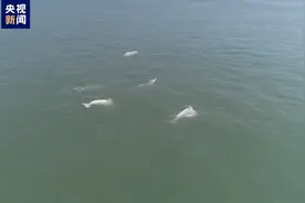 广西合浦又现成群中华白海豚水中畅游图片