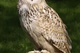 不同动物眼中的世界，看完你还相信我们看到的世界才是真实的吗？图片