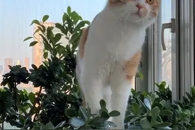 看一只猫如何“玉树临风”图片