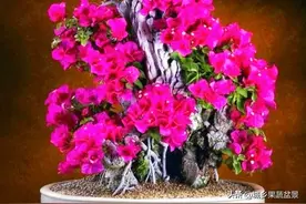 你为什么养不好盆栽三角梅？问题是你没有掌握好以下8点:图片