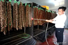 写作日志之四：养蝉孵出“软黄金”（5月30日原创首发）图片