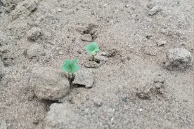 白菜萝卜上午种和下午种有区别吗？这个好多人都不知道图片