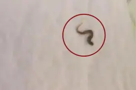 苏菲卫生巾上有虫子——太恶心！真心想拒见“大姨妈”图片