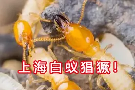 白蚁大军在上海横行，这种动物到底有多厉害？该如何消灭白蚁图片