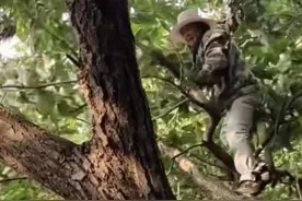 酷~山东一7旬老太上山、爬树、打栗子不在话下，最近爱上自驾游，火爆网络图片