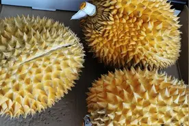 榴莲怎么挑？只需记住这6点，就能挑到肉多又饱满的那个，收藏图片