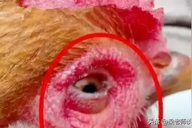 鸡的眼睛瞎了，是什么原因引起的呢？图片