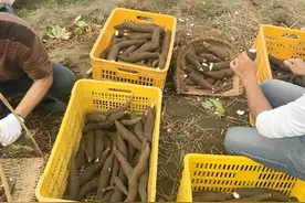一整棵含毒，以往却是“粮食植物”，里面有淀粉，能再种植它吗？图片