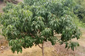 为什么移栽后的果树苗木半死不活甚至枯死？这三个细节特别重要图片