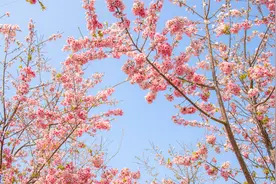 走！去樱花谷拥抱浪漫花海，不负春天好时光（附住宿+美食攻略）图片