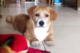 柯基与土狗串串图片