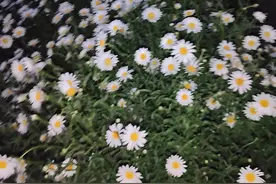 一年级必会：“座、坐、做、作”的区分图片