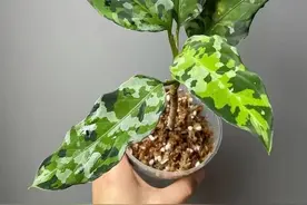 11种特别常见的万年青，叶色斑斓，在阴凉的室内也能养好图片