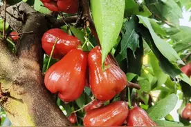 清甜爽脆，从化莲雾熟了！图片