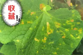 瓜类各种病害图鉴（一）图片