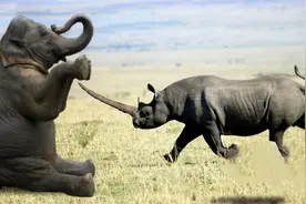 大象与犀牛是不同的物种，非洲公象，为何还要强暴犀牛呢？图片