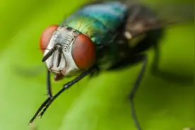 四川一女子拍下苍蝇端下自己的头，还活了很久，它究竟在干什么？图片