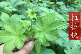 农民讨厌的葎草，如今懂它价值的人，却把它当成宝贝，有4大妙用图片