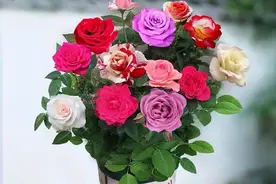 多色玫瑰，了解一下图片