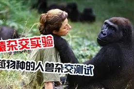 失去原则的实验：试图让人怀上猿类的孩子，这过程非常残忍图片