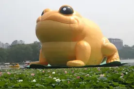 与癞蛤蟆国王会谈的故事图片