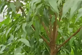 桃到底要不要秋季修剪？资深老果农让短视频搞迷茫了，到底听谁的图片