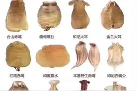 花胶是什么？图片