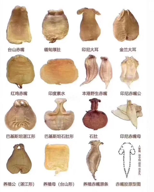 花胶心脏 花胶对心脏有什么好处
