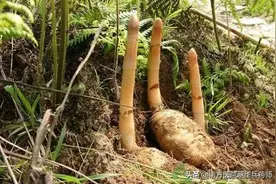 一味治头痛的中药：上能治头痛眩晕，中能平抑肝阳，下能祛风通络图片