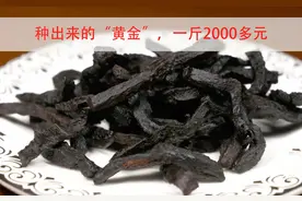 被种在地下的“黄金”，一斤能卖2000多元！生长四年才能收获一次图片