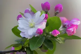 你知道盆栽海棠花如何移植和养护吗？图片