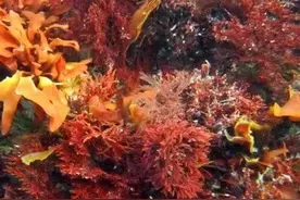 10种常见的海底植物：你知道它们有多神奇吗？图片