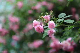 该如何种植蔷薇花？图片