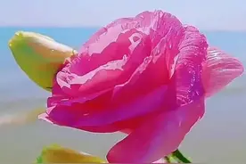 我已经爱上你了图片