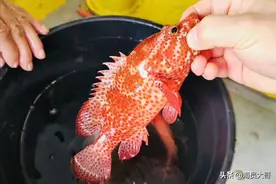 做海员在乎的不是几万一个月的工资，而是天天都能钓各国有趣的鱼图片