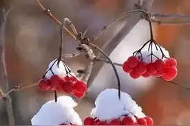 揽一怀冬日暖阳 ，温暖记忆图片