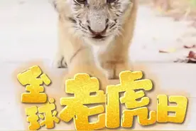 全球老虎日丨嗷呜！不亦乐“虎”图片
