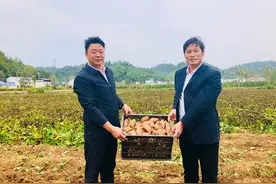 商南县青山镇：蜜薯迎丰收 群众笑开颜图片