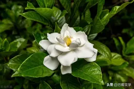 散文：栀子花开图片
