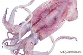 鱿鱼真是个好东西，富含丰富的牛磺酸，改善失眠，补充身体营养图片