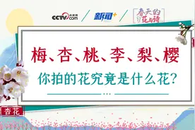 春天的花与诗｜梅、杏、桃、李、梨、樱，你拍的花究竟是什么花？图片