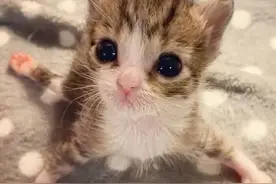 猫咪竟能露出标准劈叉姿势，惊呆众人，真相心酸又感动图片