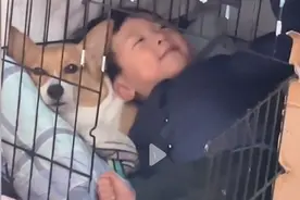 场面爆笑!江苏萌娃强行挤进狗窝和狗同睡，狗被挤在角落脸上写满委屈图片