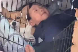 场面爆笑!江苏萌娃强行挤进狗窝和狗同睡，狗被挤在角落脸上写满委屈图片