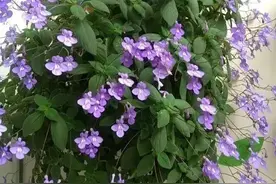 海豚花：四季开花、无需日照的，颜值出众图片